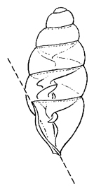 Carychium exile profile illustration